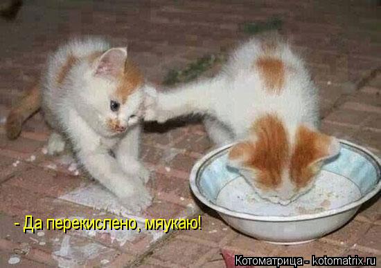 - Да перекислено, мяукаю!... Котоматрица: - Да перекислено, мяукаю!