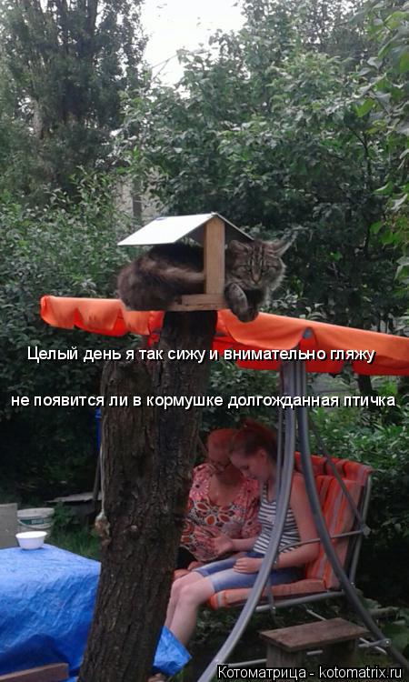 Целый день я так сижу и внимательно гляжу не появится ли в кормушке долгожданная птичка... Котоматрица: Целый день я так сижу и внимательно гляжу не появится ли в кормушке долгожданная птичка