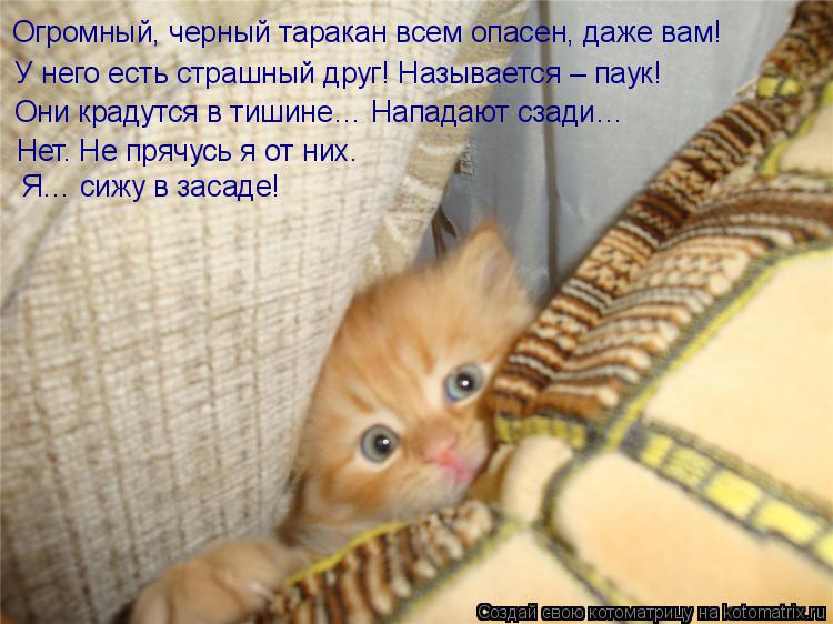 Огромный, черный таракан всем опасен, даже вам! У него есть страшный друг! Называется – паук! Они кра... Котоматрица: Огромный, черный таракан всем опасен, даже вам! У него есть страшный друг! Называется – паук! Они крадутся в тишине… Нападают сзади… Нет. Не