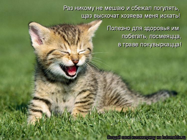 Раз никому не мешаю и сбежал погулять, щаз выскочат хозяева меня искать! Полезно для здоровья им побе... Котоматрица: Раз никому не мешаю и сбежал погулять, щаз выскочат хозяева меня искать! Полезно для здоровья им побегать, посмеяцца, в траве покувыркацца!