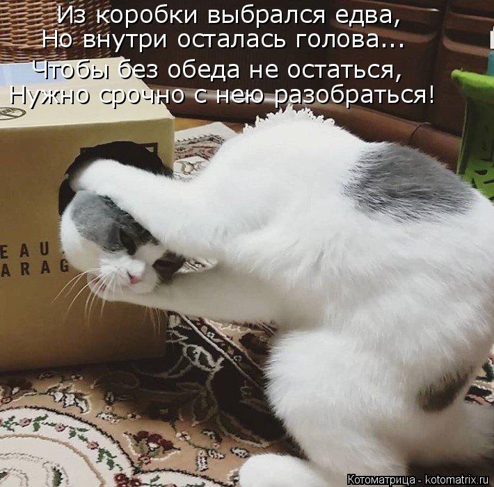 Из коробки выбрался едва, Но внутри осталась голова... Чтобы без обеда не остаться, Нужно срочно с не... Котоматрица: Из коробки выбрался едва, Но внутри осталась голова... Чтобы без обеда не остаться, Нужно срочно с нею разобраться!