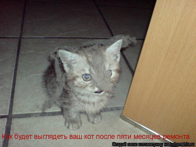 Как будет выглядеть ваш кот после пяти месяцев ремонта... Котоматрица: Как будет выглядеть ваш кот после пяти месяцев ремонта