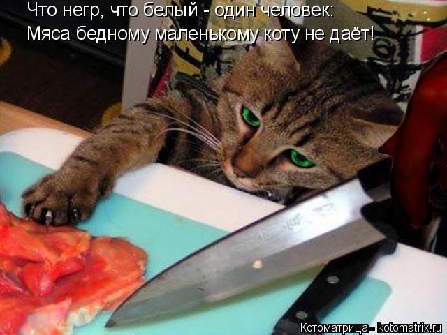 Что негр, что белый - один человек: Мяса бедному маленькому коту не даёт!... Котоматрица: Что негр, что белый - один человек: Мяса бедному маленькому коту не даёт!