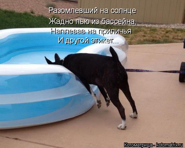 Разомлевший на солнце Жадно пью из бассейна, Наплевав на приличья И другой этикет...... Котоматрица: Разомлевший на солнце Жадно пью из бассейна, Наплевав на приличья И другой этикет...