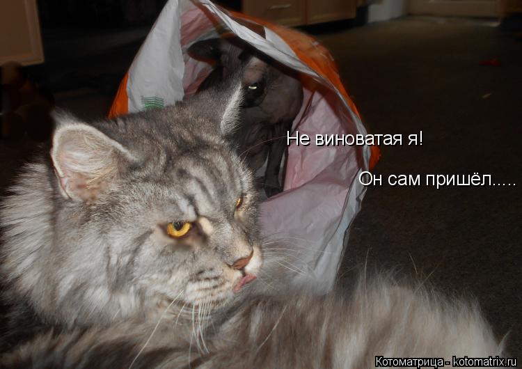 Не виноватая я! Он сам пришёл........ Котоматрица: Не виноватая я! Он сам пришёл.....