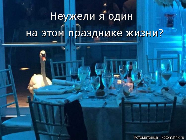 Неужели я один на этом празднике жизни?... Котоматрица: Неужели я один на этом празднике жизни?