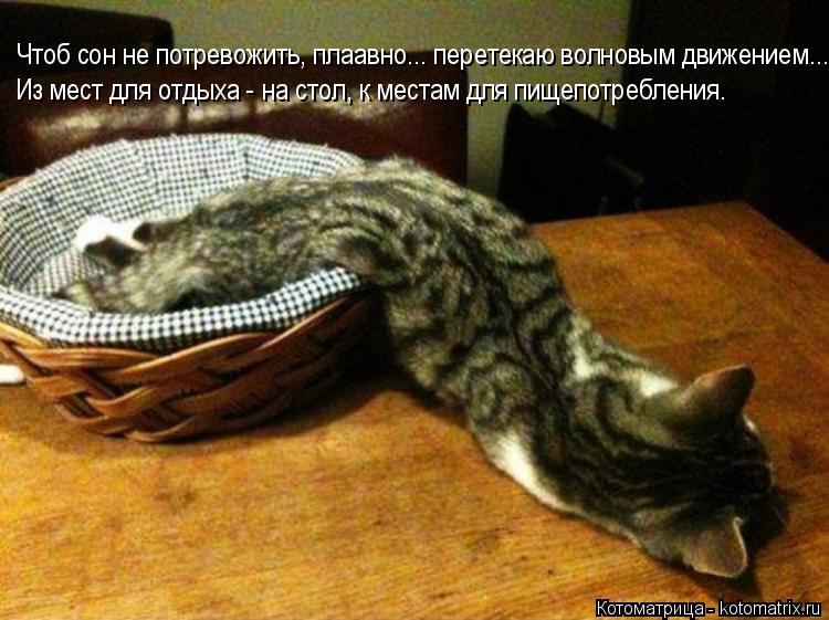 Чтоб сон не потревожить, плаавно... перетекаю волновым движением... Из мест для отдыха - на стол, к ... Котоматрица: Чтоб сон не потревожить, плаавно... перетекаю волновым движением... Из мест для отдыха - на стол, к местам для пищепотребления.