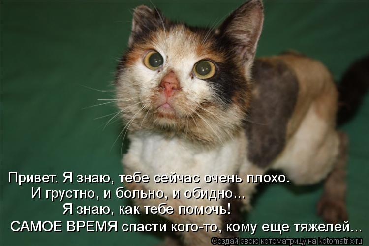 Привет. Я знаю, тебе сейчас очень плохо. И грустно, и больно, и обидно... Я знаю, как тебе помочь! СА... Котоматрица: Привет. Я знаю, тебе сейчас очень плохо. И грустно, и больно, и обидно... Я знаю, как тебе помочь! САМОЕ ВРЕМЯ спасти кого-то, кому еще тяжелей...