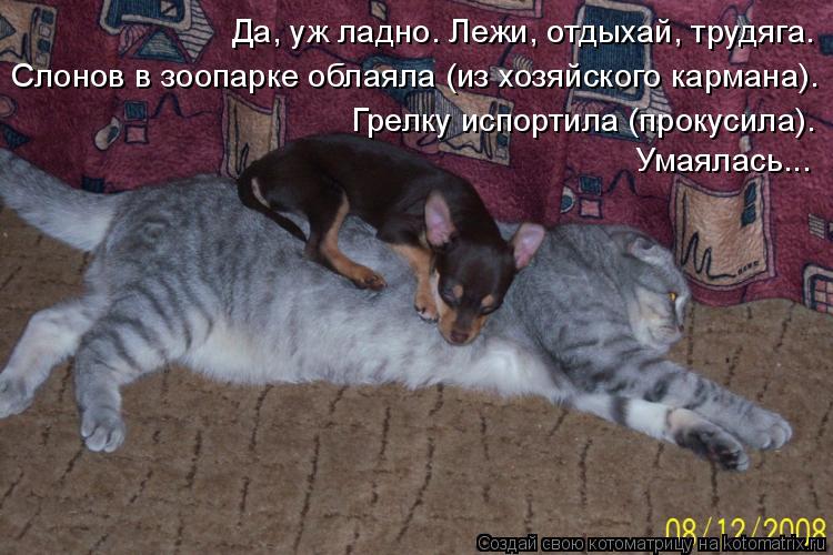 Да, уж ладно. Лежи, отдыхай, трудяга. Слонов в зоопарке облаяла (из хозяйского кармана). Грелку испор... Котоматрица: Да, уж ладно. Лежи, отдыхай, трудяга. Слонов в зоопарке облаяла (из хозяйского кармана). Грелку испортила (прокусила). Умаялась...
