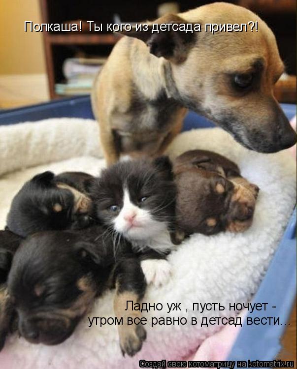Полкаша! Ты кого из детсада привел?! Ладно уж , пусть ночует - утром все равно в детсад вести...... Котоматрица: Полкаша! Ты кого из детсада привел?! Ладно уж , пусть ночует - утром все равно в детсад вести...