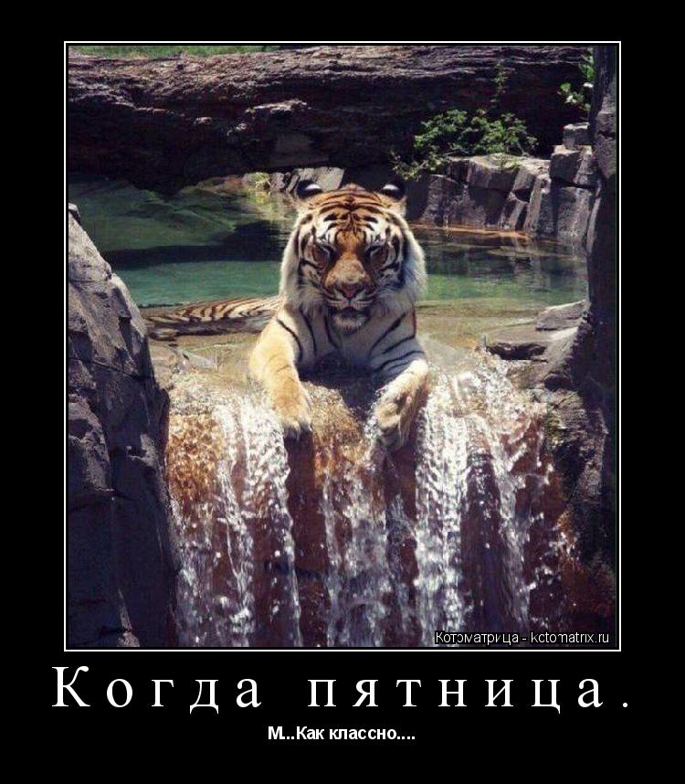 Когда пятница. М...Как классно....... Котоматрица: Когда пятница. М...Как классно....