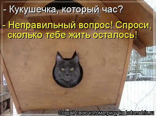 - Кукушечка, который час? - Неправильный вопрос! Спроси, сколько тебе жить осталось!... Котоматрица: - Кукушечка, который час? - Неправильный вопрос! Спроси, сколько тебе жить осталось!
