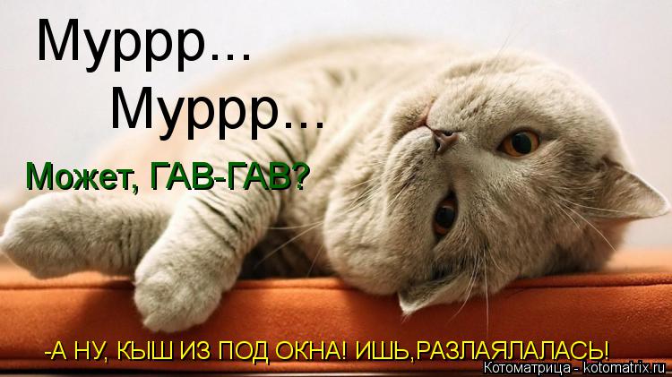 Муррр... Муррр... Может, ГАВ-ГАВ? -А НУ, КЫШ ИЗ ПОД ОКНА! ИШЬ,РАЗЛАЯЛАЛАСЬ!... Котоматрица: Муррр... Муррр... Может, ГАВ-ГАВ? -А НУ, КЫШ ИЗ ПОД ОКНА! ИШЬ,РАЗЛАЯЛАЛАСЬ!