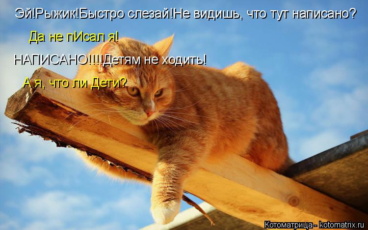 Котоматрица: Эй!Рыжик!Быстро слезай!Не видишь, что тут написано? Да не пИсал я! НАПИСАНО!!!!Детям не ходить! А я, что ли Дети?