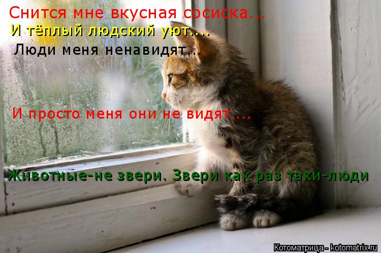 Снится мне вкусная сосиска... И тёплый людский уют.... Люди меня ненавидят... И просто меня они не ви... Котоматрица: Снится мне вкусная сосиска... И тёплый людский уют.... Люди меня ненавидят... И просто меня они не видят.... Животные-не звери. Звери как раз таки-