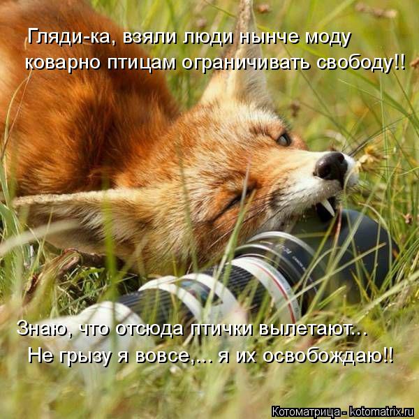 Гляди-ка, взяли люди нынче моду коварно птицам ограничивать свободу!! Знаю, что отсюда птички вылетаю... Котоматрица: Гляди-ка, взяли люди нынче моду коварно птицам ограничивать свободу!! Знаю, что отсюда птички вылетают... Не грызу я вовсе,... я их освобождаю!!