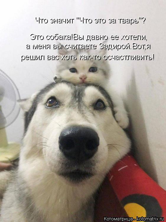 Что значит "Что это за тварь"? Это собака!Вы давно ее хотели, а меня вы считаете Задирой.Вот,я решил ... Котоматрица: Что значит "Что это за тварь"? Это собака!Вы давно ее хотели, а меня вы считаете Задирой.Вот,я решил вас хоть как-то осчастливить!