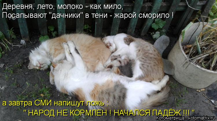Деревня, лето, молоко - как мило, Посапывают "дачники" в тени - жарой сморило ! а завтра СМИ напишут ... Котоматрица: Деревня, лето, молоко - как мило, Посапывают "дачники" в тени - жарой сморило ! а завтра СМИ напишут ложь : " НАРОД НЕ КОРМЛЕН ! НАЧАЛСЯ ПАДЁЖ !!! "