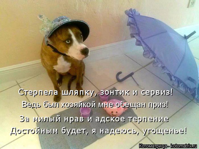 Стерпела шляпку, зонтик и сервиз! Ведь был хозяйкой мне обещан приз! За милый нрав и адское терпение ... Котоматрица: Стерпела шляпку, зонтик и сервиз! Ведь был хозяйкой мне обещан приз! За милый нрав и адское терпение Достойным будет, я надеюсь, угощенье!
