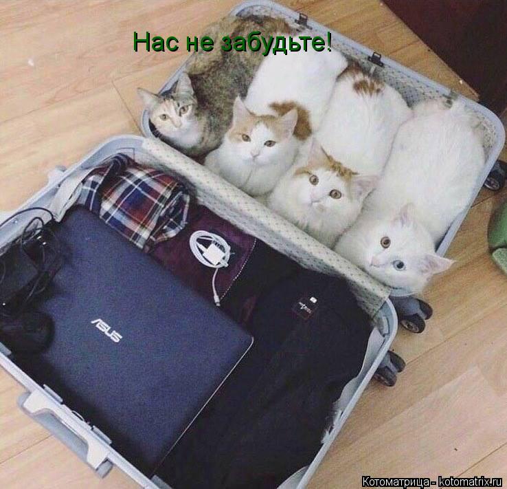 Нас не забудьте!... Котоматрица: Нас не забудьте!