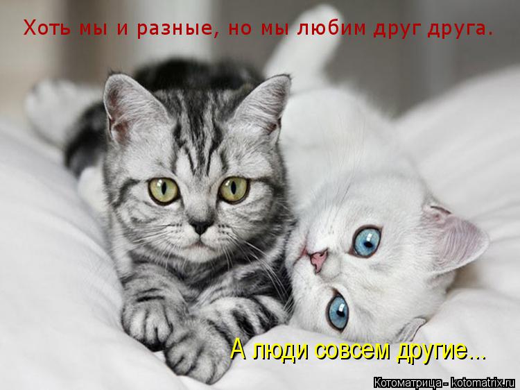 Хоть мы и разные, но мы любим друг друга. А люди совсем другие...... Котоматрица: Хоть мы и разные, но мы любим друг друга. А люди совсем другие...