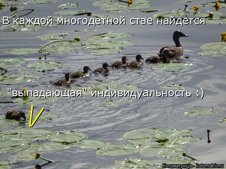 В каждой многодетной стае найдется "выпадающая" индивидуальность :) \ /... Котоматрица: В каждой многодетной стае найдется "выпадающая" индивидуальность :) \ /