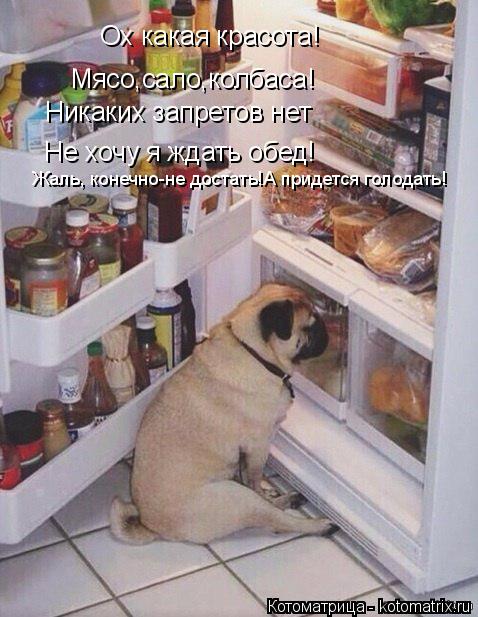 Ох какая красота! Мясо,сало,колбаса! Никаких запретов нет Не хочу я ждать обед! Жаль, конечно-не дост... Котоматрица: Ох какая красота! Мясо,сало,колбаса! Никаких запретов нет Не хочу я ждать обед! Жаль, конечно-не достать!А придется голодать!
