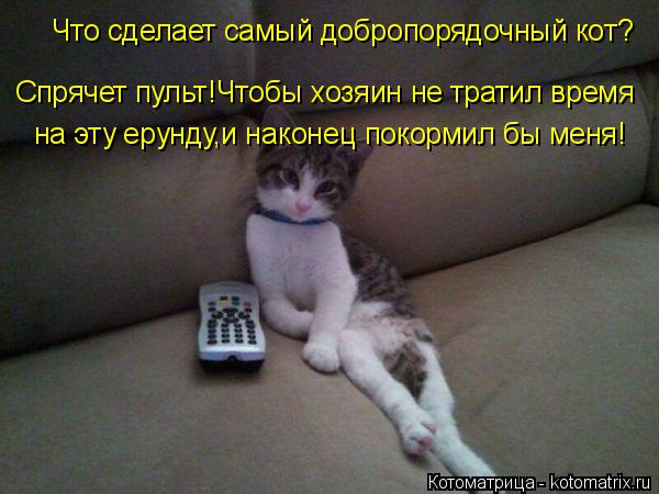 Что сделает самый добропорядочный кот? Спрячет пульт!Чтобы хозяин не тратил время на эту ерунду,и нак... Котоматрица: Что сделает самый добропорядочный кот? Спрячет пульт!Чтобы хозяин не тратил время на эту ерунду,и наконец покормил бы меня!