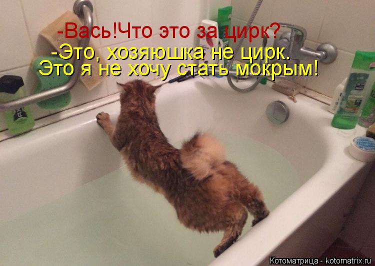 -Вась!Что это за цирк? -Это, хозяюшка не цирк. Это я не хочу стать мокрым!... Котоматрица: -Вась!Что это за цирк? -Это, хозяюшка не цирк. Это я не хочу стать мокрым!