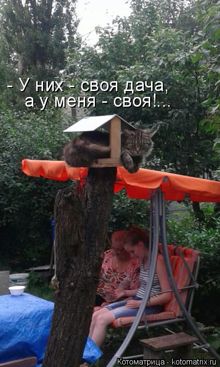 - У них - своя дача, а у меня - своя!...... Котоматрица: - У них - своя дача, а у меня - своя!...