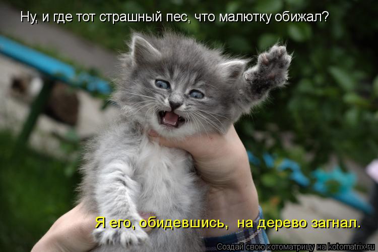 Я его, обидевшись, на дерево загнал. Ну, и где тот страшный пес, что малютку обижал?... Котоматрица: Я его, обидевшись, на дерево загнал. Ну, и где тот страшный пес, что малютку обижал?
