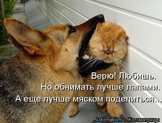 Верю! Любишь. Но обнимать лучше лапами. А еще лучше мяском поделиться...... Котоматрица: Верю! Любишь. Но обнимать лучше лапами. А еще лучше мяском поделиться...