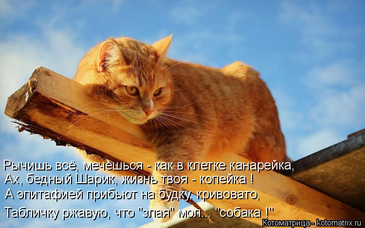 Рычишь всё, мечешься - как в клетке канарейка, Ах, бедный Шарик, жизнь твоя - копейка ! А эпитафией п... Котоматрица: Рычишь всё, мечешься - как в клетке канарейка, Ах, бедный Шарик, жизнь твоя - копейка ! А эпитафией прибьют на будку, кривовато, Табличку ржаву