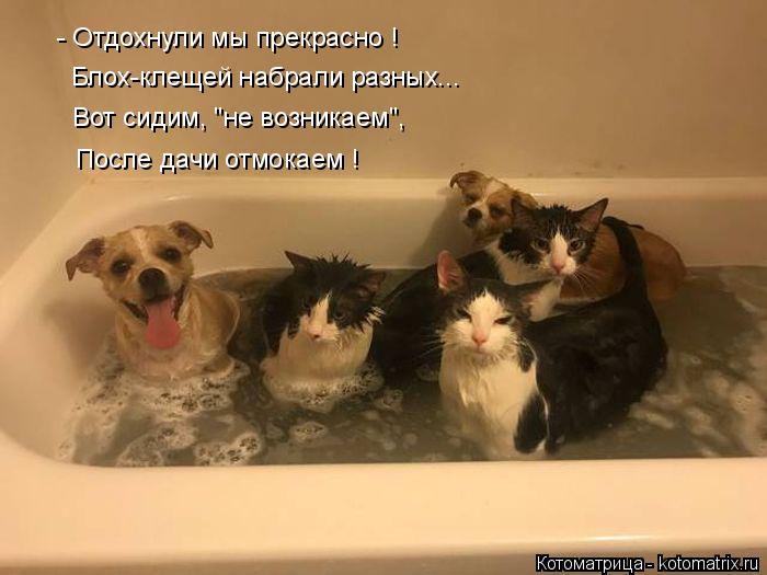 - Отдохнули мы прекрасно ! Блох-клещей набрали разных... Вот сидим, "не возникаем", После дачи отмока... Котоматрица: - Отдохнули мы прекрасно ! Блох-клещей набрали разных... Вот сидим, "не возникаем", После дачи отмокаем !