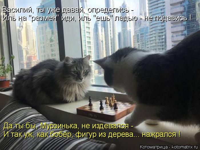 Котоматрица: Василий, ты уже давай, определись - Иль на "размен" иди, иль "ешь" ладью - не подавись ! Да ты бы, Мурзинька, не издевался - И так уж, как бобёр, фиг