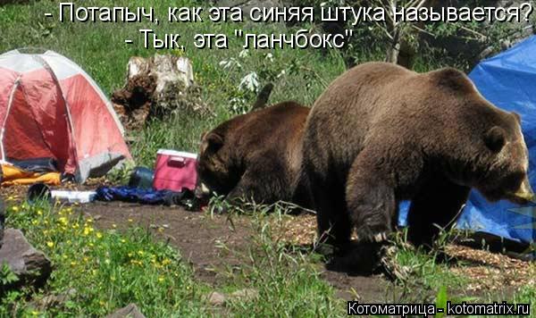 Котоматрица: - Потапыч, как эта синяя штука называется?  - Тык, эта "ланчбокс"