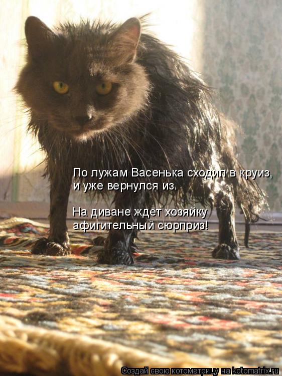 Котоматрица: По лужам Васенька сходил в круиз, и уже вернулся из. На диване ждёт хозяйку афигительный сюрприз!