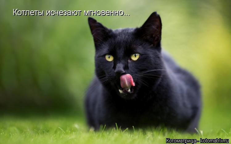 Котоматрица: Котлеты исчезают мгновенно...