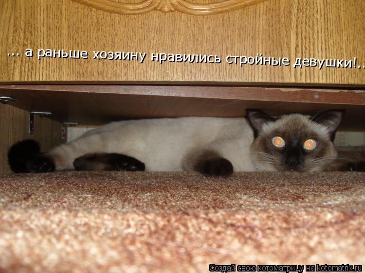 Котоматрица: ... а раньше хозяину нравились стройные девушки!...
