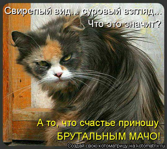 Свирепый вид... суровый взгляд... Что это значит? А то, что счастье приношу БРУТАЛЬНЫМ МАЧО!... Котоматрица: Свирепый вид... суровый взгляд... Что это значит? А то, что счастье приношу БРУТАЛЬНЫМ МАЧО!