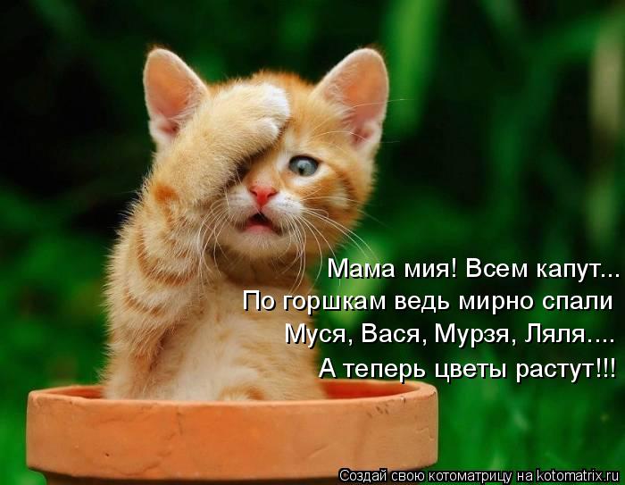 Котоматрица: Мама мия! Всем капут... По горшкам ведь мирно спали Муся, Вася, Мурзя, Ляля.... А теперь цветы растут!!!
