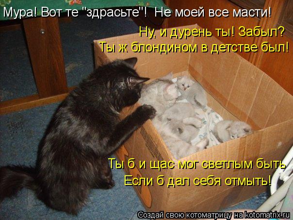 Котоматрица: Ну, и дурень ты! Забыл? Ты ж блондином в детстве был!  Ты б и щас мог светлым быть  Если б дал себя отмыть! Мура! Вот те "здрасьте"!  Не моей все ма