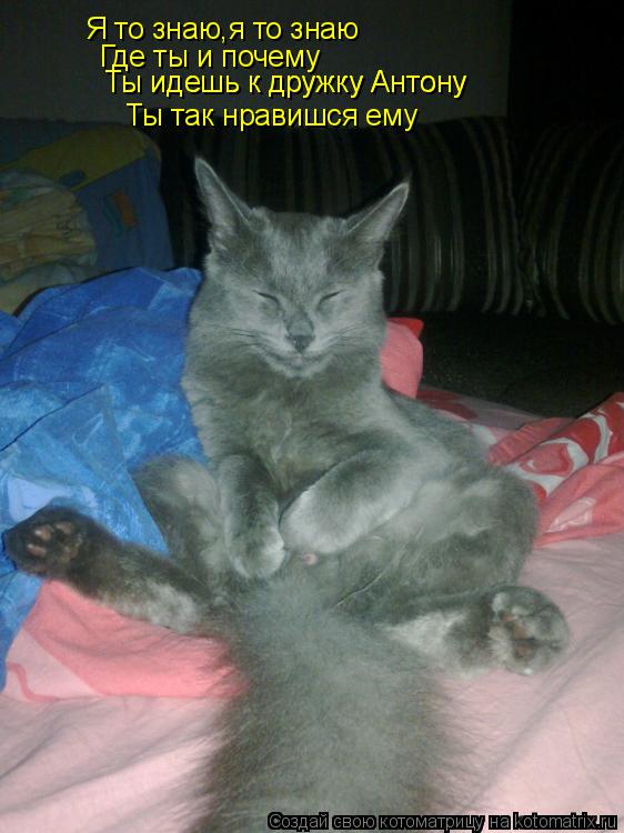 Котоматрица: Я то знаю,я то знаю Где ты и почему Ты идешь к дружку Антону Ты так нравишся ему Ты идешь к дружку Антону