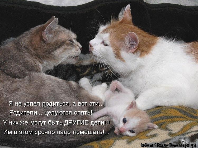 Котоматрица: Я не успел родиться, а вот эти... Родители... целуются опять! У них же могут быть ДРУГИЕ дети!!! Им в этом срочно надо помешать!...