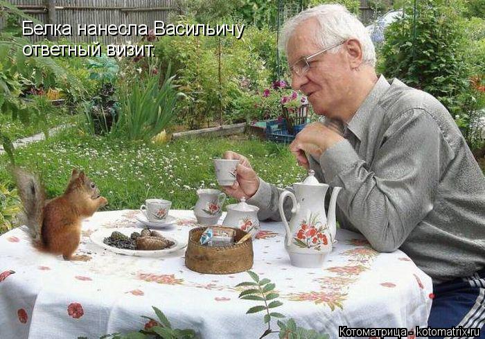 Белка нанесла Васильичу ответный визит.... Котоматрица: Белка нанесла Васильичу ответный визит.