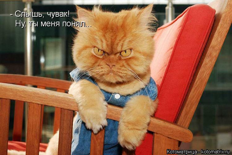 Котоматрица: - Слышь, чувак! Ну, ты меня понял...