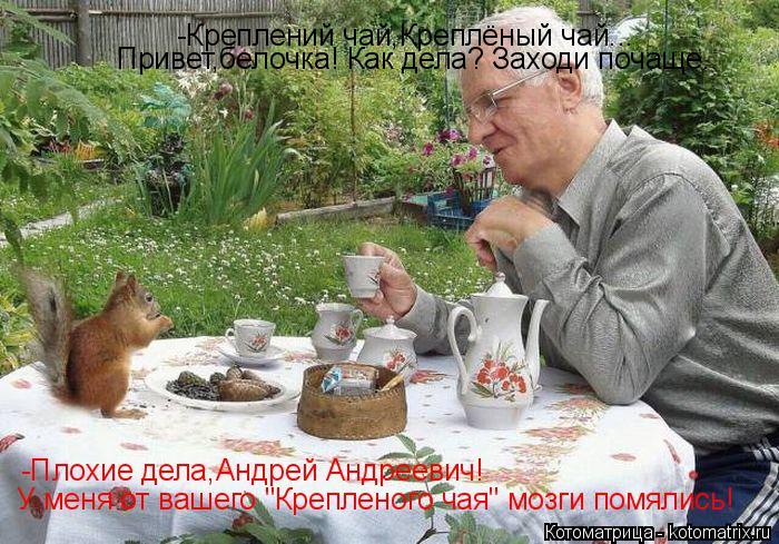 Котоматрица: -Креплений чай,Креплёный чай... Привет,белочка! Как дела? Заходи почаще. -Плохие дела,Андрей Андреевич! У меня от вашего "Крепленого чая" мозги