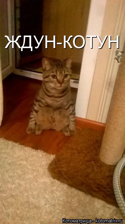 Котоматрица: ЖДУН-КОТУН