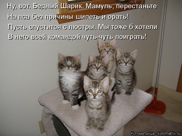 Котоматрица: Ну, вот. Бедный Шарик. Мамуль, перестаньте  На пса без причины шипеть и орать! Пусть спустится с люстры. Мы тоже б хотели  В него всей командой 