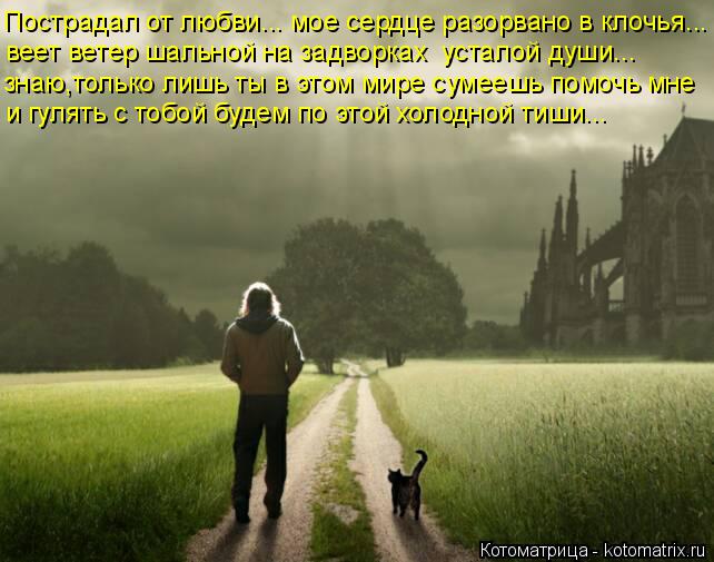 Котоматрица: Пострадал от любви... мое сердце разорвано в клочья... веет ветер шальной на задворках  усталой души... и гулять с тобой будем по этой холодной 